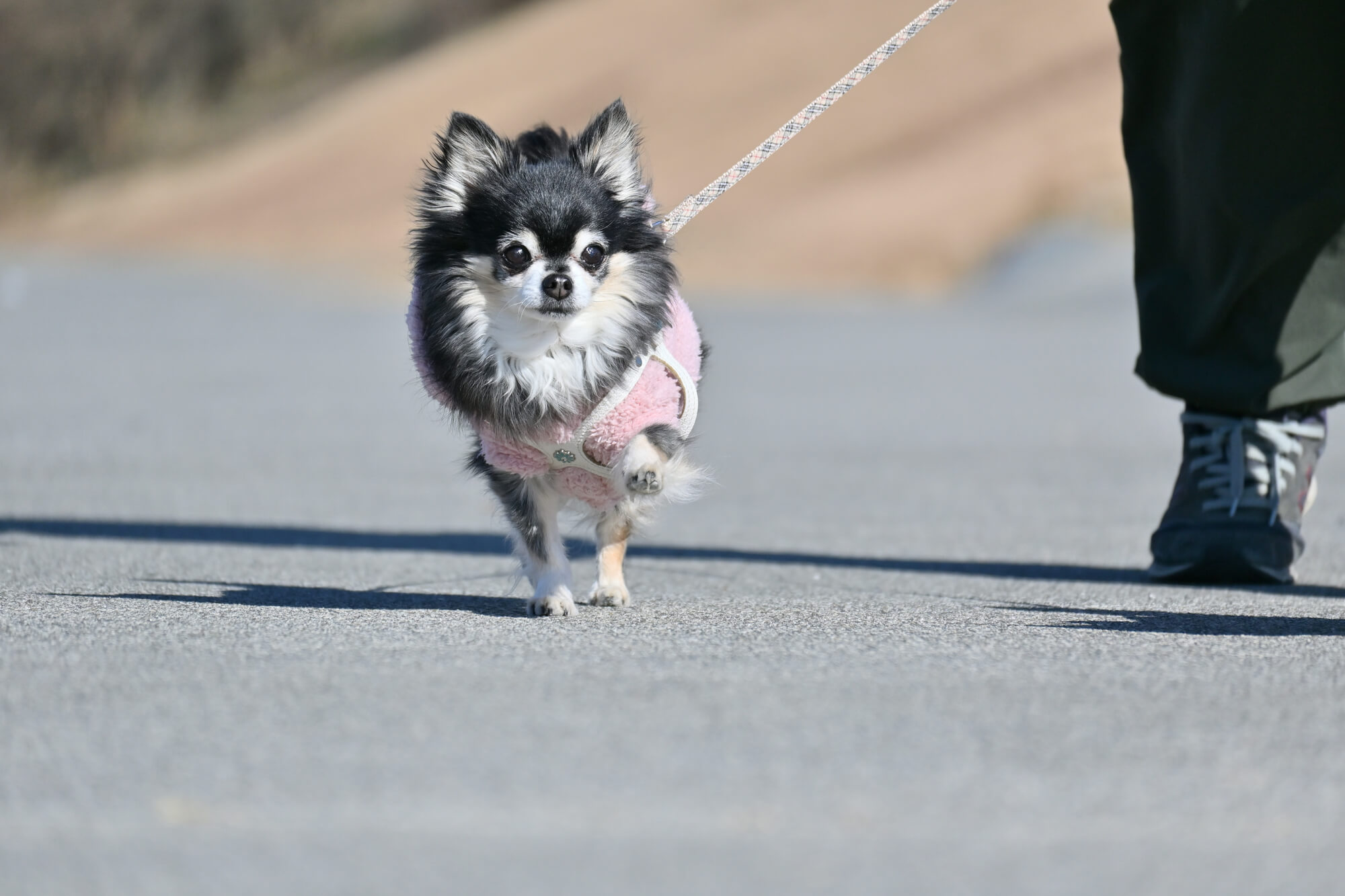 小型犬用リードを選ぶときの基本ポイント